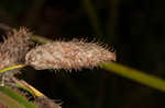 Sturdy bulrush